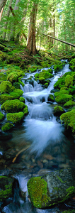 Rain Forest Runoff