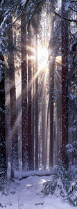 Solstice Vertical