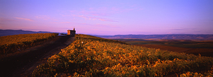 Red Willow Vineyard