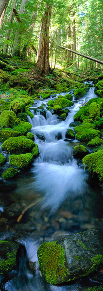 Rain Forest Runoff