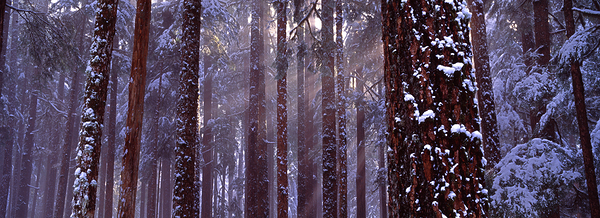 Solstice by John Shephard