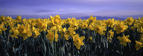 Skagit Gold by John Shephard