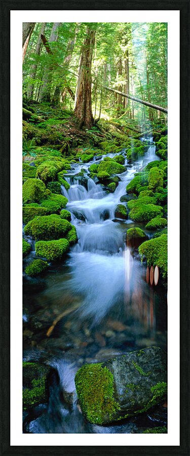 Rain Forest Runoff  Impression encadrée