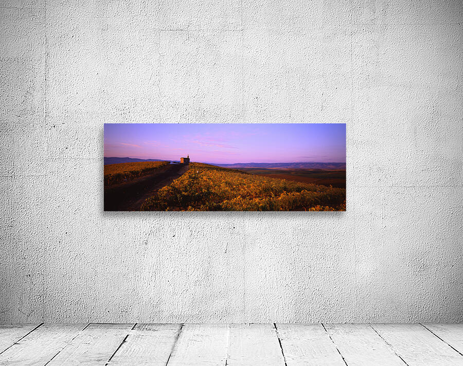 Red Willow Vineyard by John Shephard