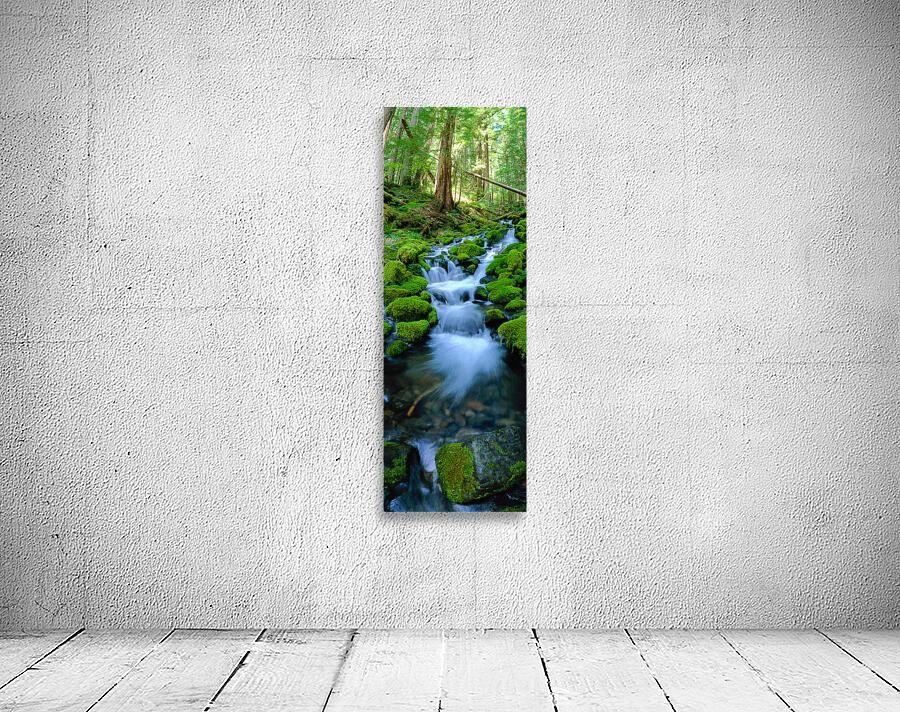 Rain Forest Runoff by John Shephard